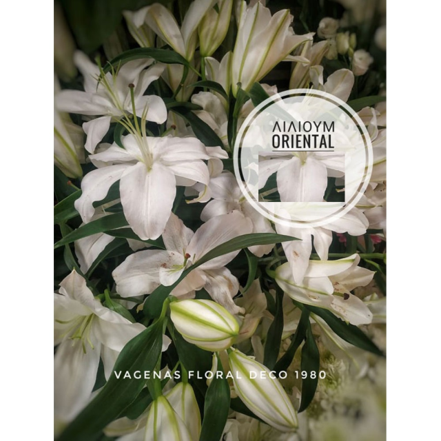 Λίλιουμ Oriental